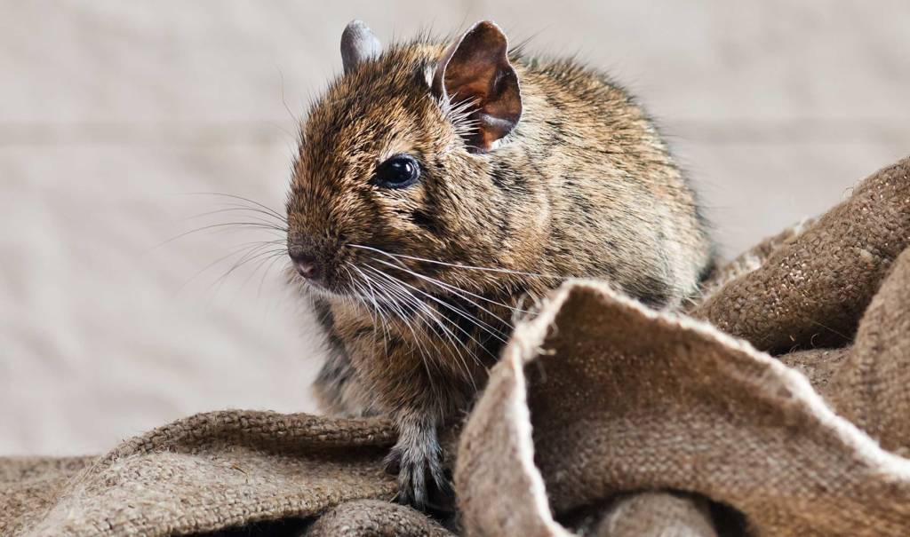 rodents reside in your home